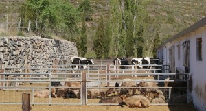 El corral de los establos de vacas y ovejas