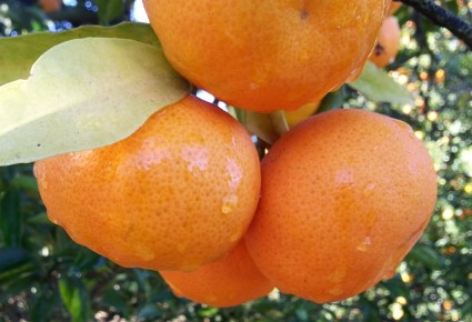 mandarines3