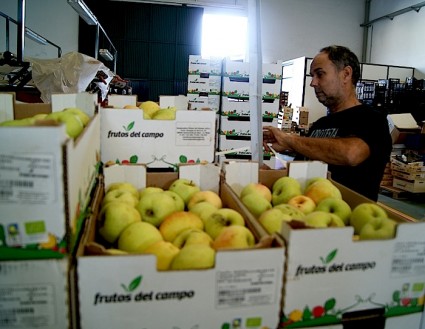 Francesc preparando unas cajas de manzanas asturianas para su clientela valenciana.