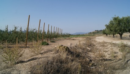 Los frutales están plantados en la rambla del Vinalopó, que es el cauce seco que se ve a la izquierda