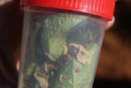 Una de las orugas de la muestra, dispuesta para el laboratorio