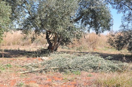 Este huerto de olivos, en Onda, sirva a Salvador como campo de prácticas para la enseñanza de la poda eficiente