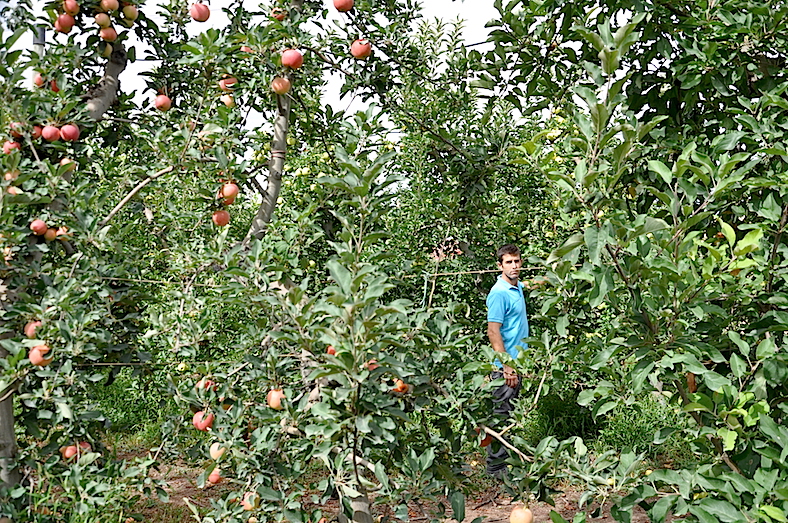 Uno de los huertos de manzanas.