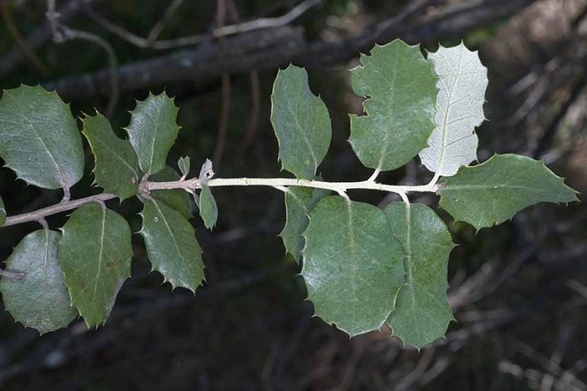 La Encina Agroicultura Perinquiets
